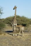 Giraffe mother and calf at dinner time