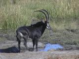 Sable Antelope drinking at the river