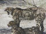 Mother cheetah exercising her jaws