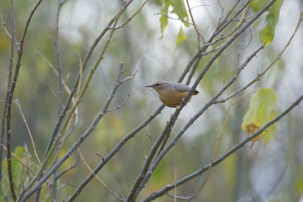 Long-billed Crombec