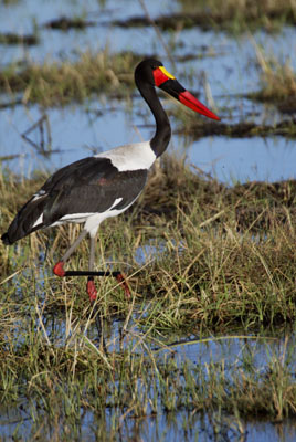 Saddle-billed Stork