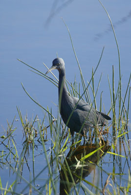 Slaty Egret