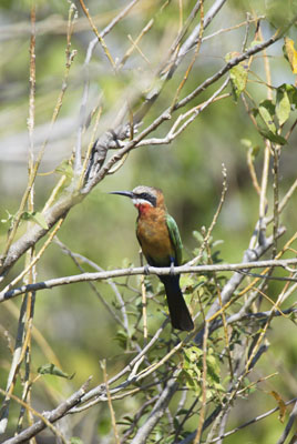 White-fronted Bee-eater