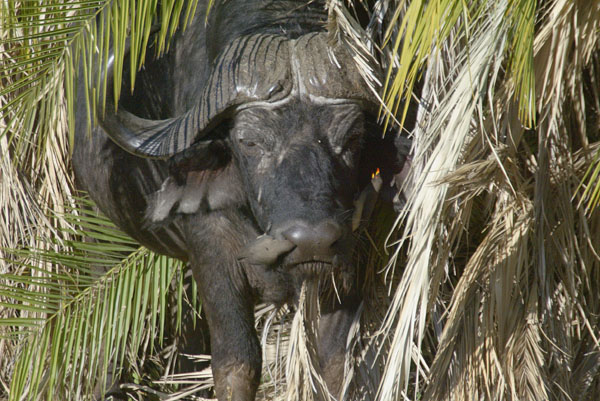 Patient Cape Buffalo getting a very thorough cleaning by oxpeckers