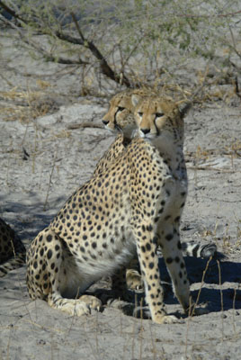 Cheetah cubs