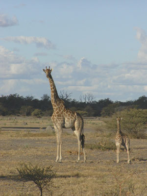 Giraffe mother and very young calf