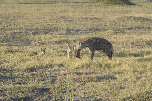 Hyena steals Jackals meal
