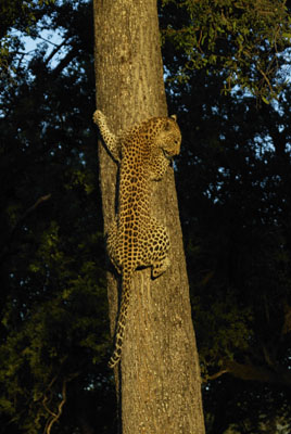 Shimmying down the tree was the easy part