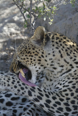 Leopard