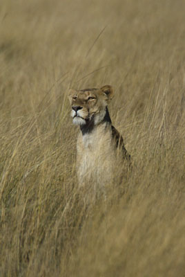 Lion checking the location of the wildebeest at Jao