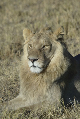 Subadult lion spotted by Barb