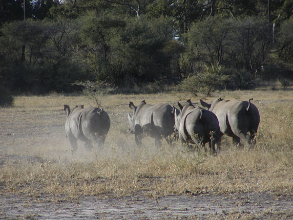 Rhino gang of 4, once they realized we didnt have food