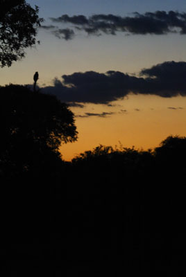 Sunset with Giant Eagle Owl at Little Mombo