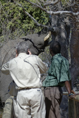 Elephant in camp