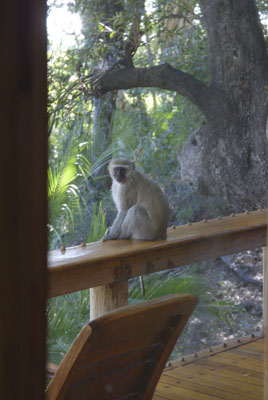 Vervet visiting Dave on our deck