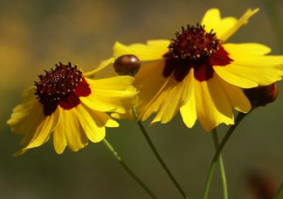 Plains Coreopsis.jpg