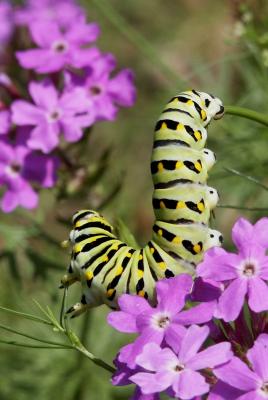Black Swallowtail caterpillar 03.jpg