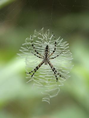 young Argiope.jpg