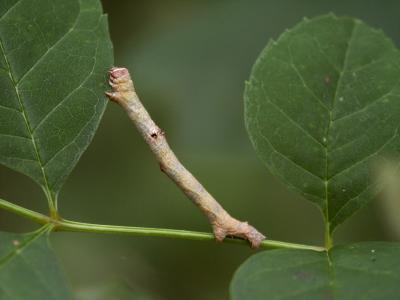 Caterpillar 02.jpg