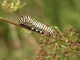 Black Swallowtail caterpillar.jpg