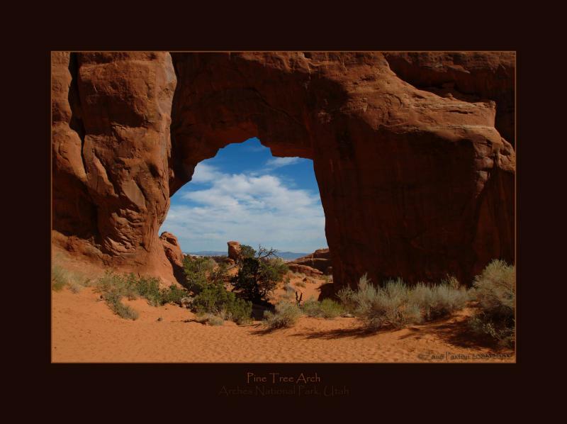 Pine Tree Arch