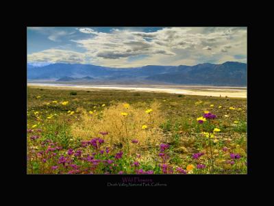 u26/devonshire/medium/41052875.Wildflowers2FW.jpg