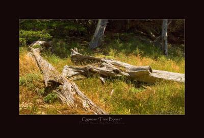 Cypress Tree Bones