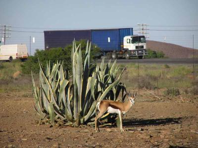 Springbok    South Afica