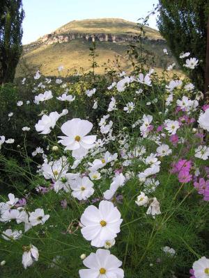 Clarens & Cosmos  South Africa