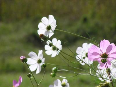Cosmos  Calrens  South Africa