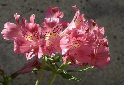 u26/dfthompson/medium/43704245.backyardflowers.jpg