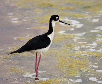 u26/dfthompson/medium/43735007.BlackNeckStilt2.jpg