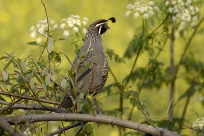 u26/dfthompson/medium/44103507.ValleyQuail.jpg