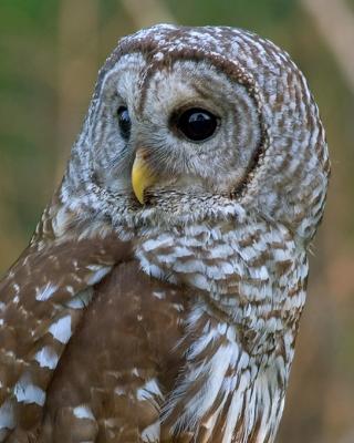 Barred Owl Portrait