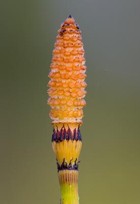 Horsetail 