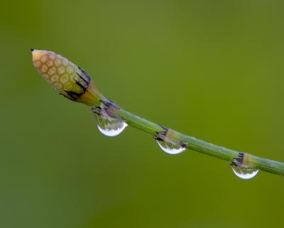 Water Drops on Horsetail