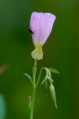 Insect  (Unknown) on Evening Primrose