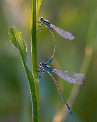 Mating Rambur's Forktails