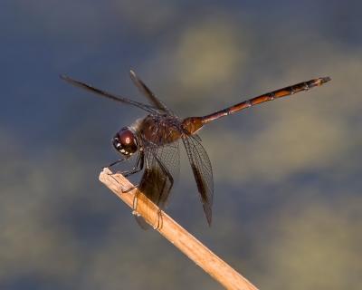 Four Spotted Pennant