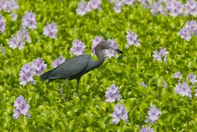 Little Blue Heron with Lunch