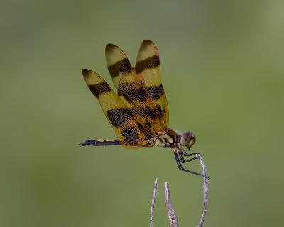 Halloween Pennant (with Prey)