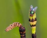 Bottlefly on Horsetail