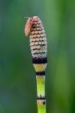 Moth on Horsetail