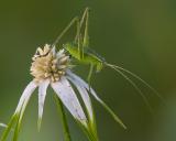 Grasshopper on Unknown Flower