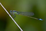 Ramburs Forktail