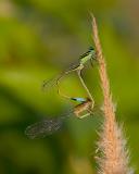 Mating Ramburs Forktails