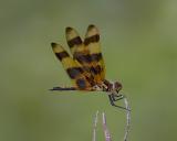 Halloween Pennant (with Prey)