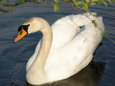 u26/dhenry/medium/43918909.swan1.jpg