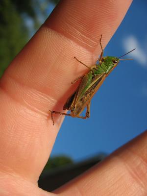 Grasshopper - original
