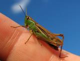 Grasshopper...